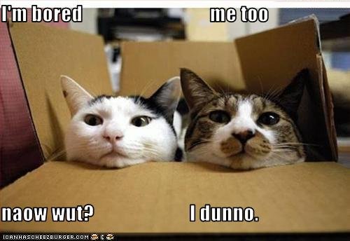 http://psychobabblesblog.files.wordpress.com/2009/12/funny-pictures-box-cats-are-bored.jpg